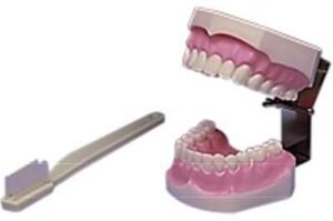Brush and Floss Model W/Brush - Hager Worldwide