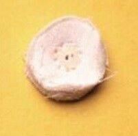 Midget-Muslin-Buffs.jpg Midget Muslin Buffs